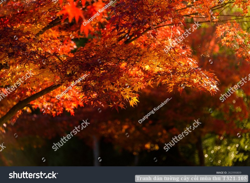 Tranh dán tường cây cối mùa thu T321-105